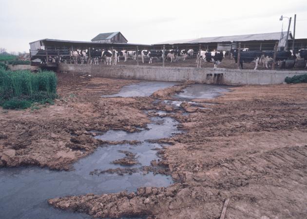 uncontained feedlot runoff