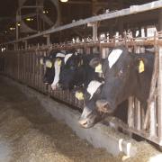 dairy cattle eating