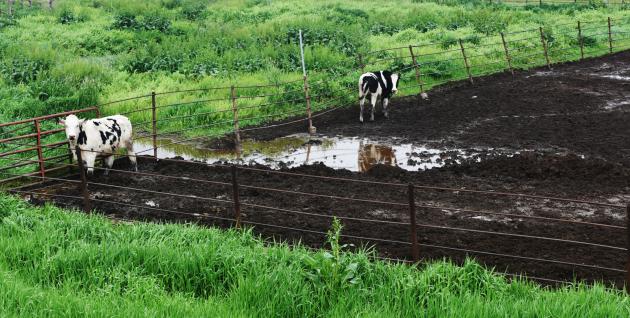 Water Quality Issues Associated with Manure – Livestock and Poultry  Environmental Learning Community
