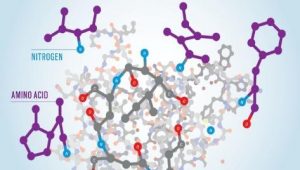 Figure 1. High Nitrogen Feedstock-molecular structure