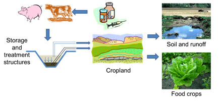 graphic showing antibiotic movement from adminstration to cropland to runoff