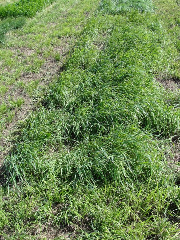 figure 1. photo of forage growing