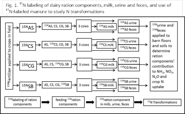 Fig. 1. 15N labeling of dairy ration components, milk, urine and feces, and use of 15N-labeled manure to study N transformations