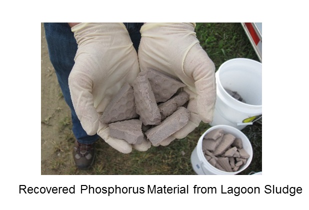 Picture of recovered phophorus material from lagoon sludge