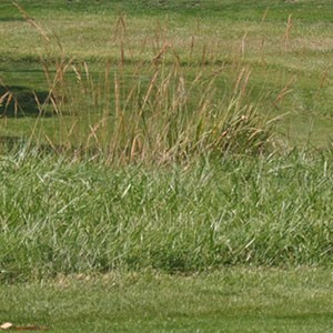 grasses in a vegetative buffer