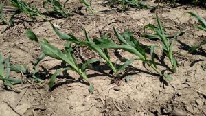 Figure 3. Drag hose damage caused the corn to lean for about a day.
