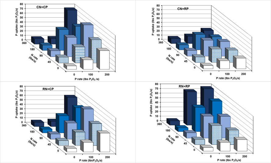 Figure 2. Annual ryegrass P uptake in response to N and P applications under the different nutrient combinations. CN, conventional nitrogen, CP, conventional phosphorus, RN, recovered nitrogen, RP, recovered phosphorus. (Paye et al., 2024a)