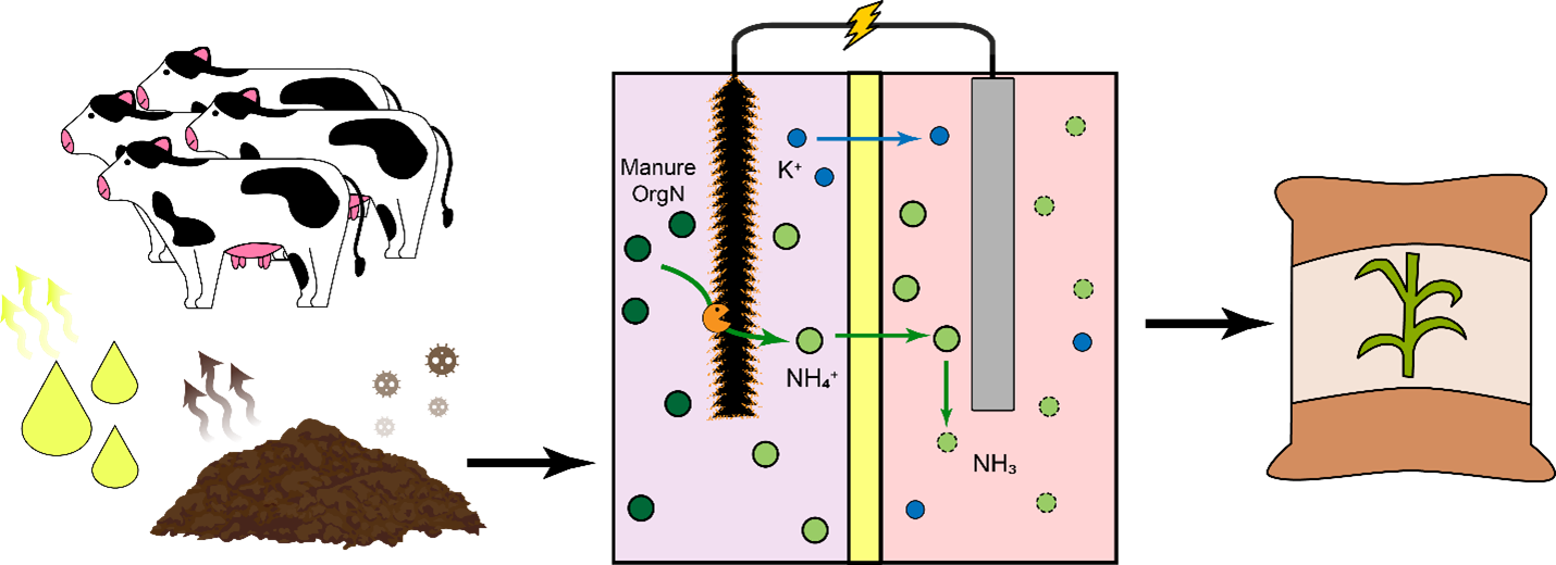 Figure 1. Schematic of the bioelectrochemical system used to treat dairy manure and produce ammonia fertilizer.