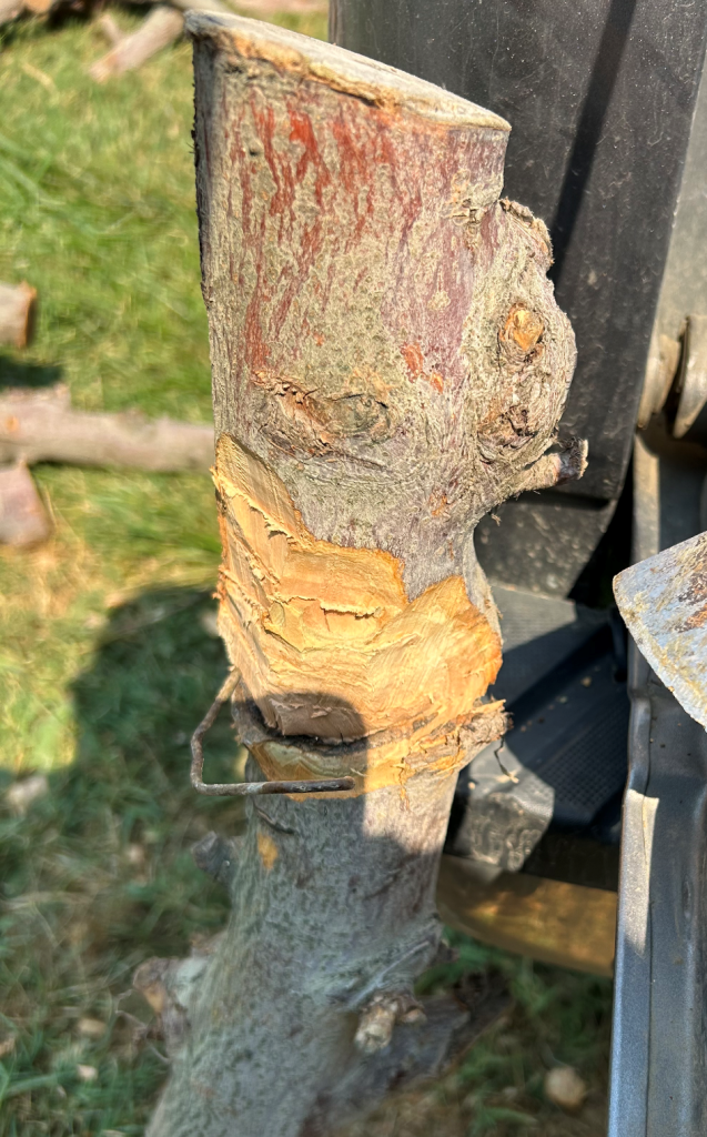 Image 2. Example of foreign objects (wire) embedded in apple wood pieces.