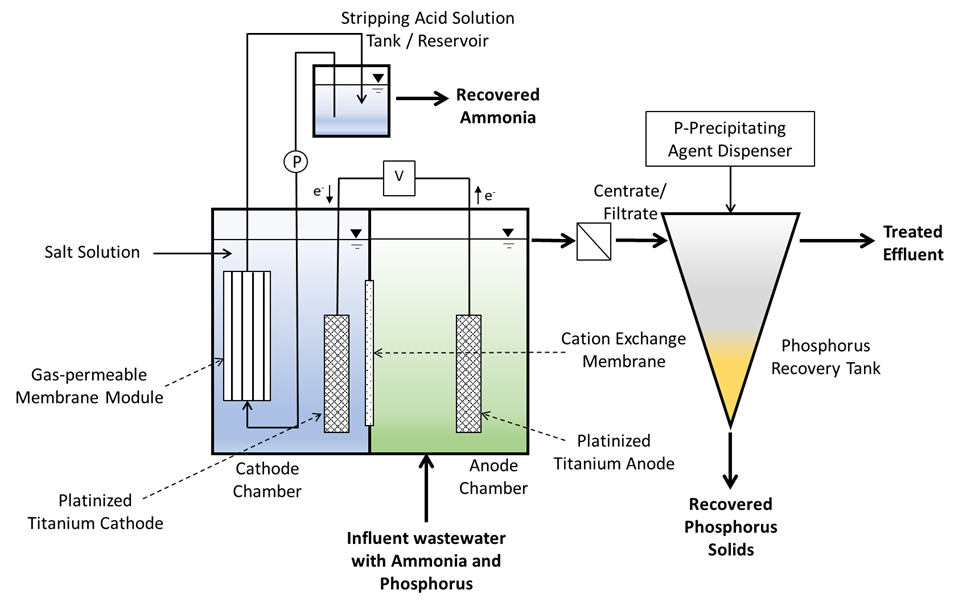 Figure 1. Schematic diagram of an embodiment of a nitrogen (N) and phosphorus (P) recovery system using electrochemistry (Vanotti et al., 2024).